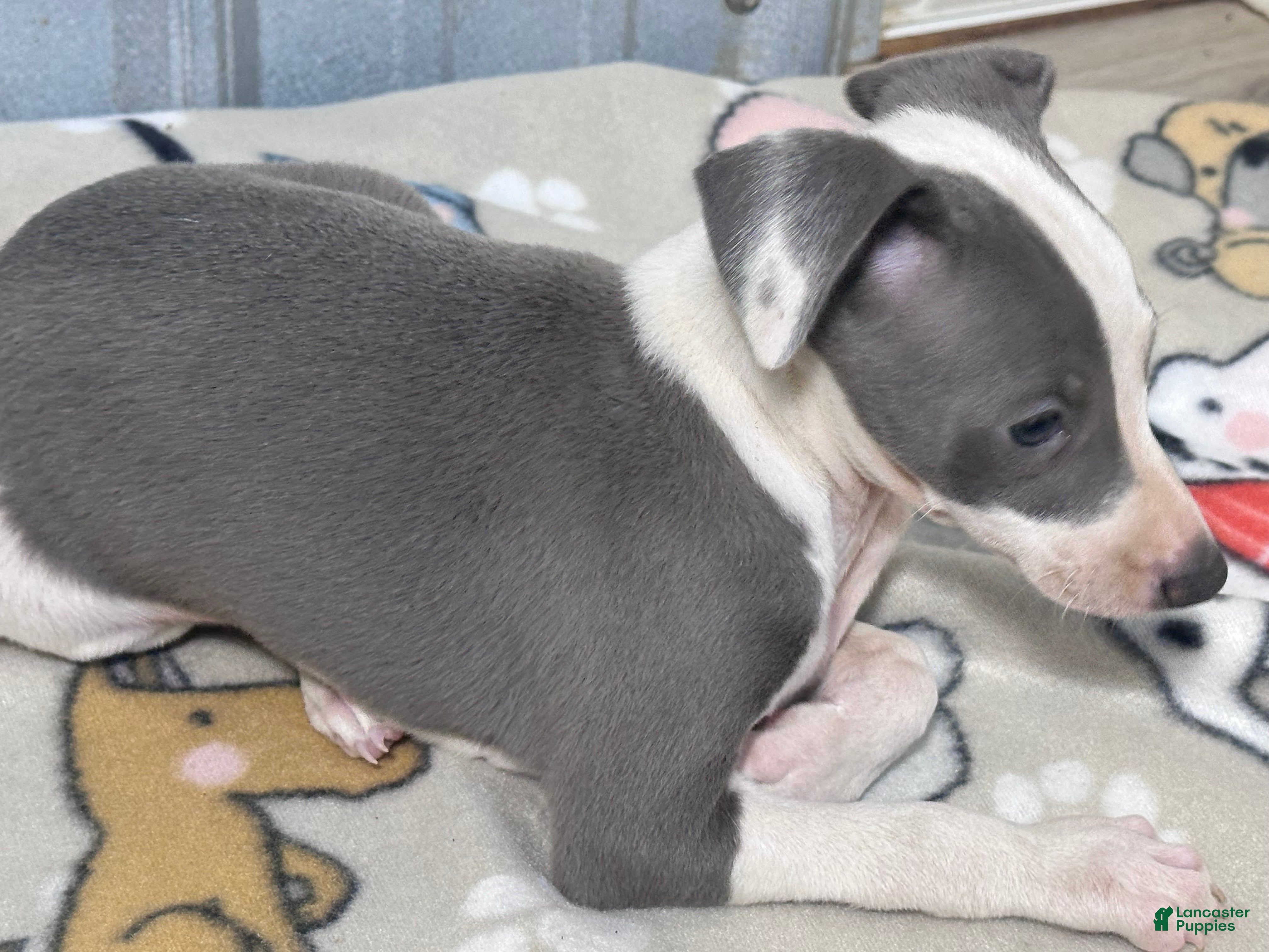 Italian Greyhound dogs Leo - Ad 2