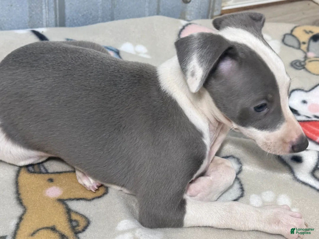 Italian Greyhound dogs for sale: Leo - Ad 2