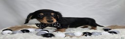 Miniature Dachshund dogs for sale: Tinker - Ad 7