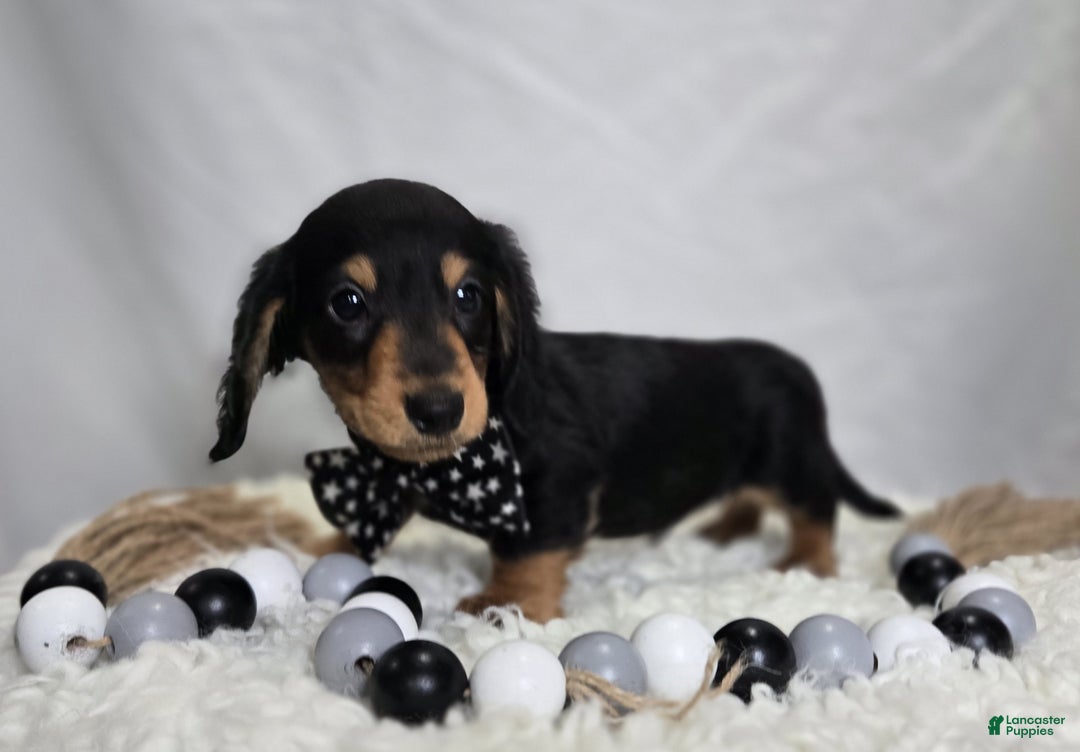 Miniature Dachshund dogs for sale: Tinker - Ad 7