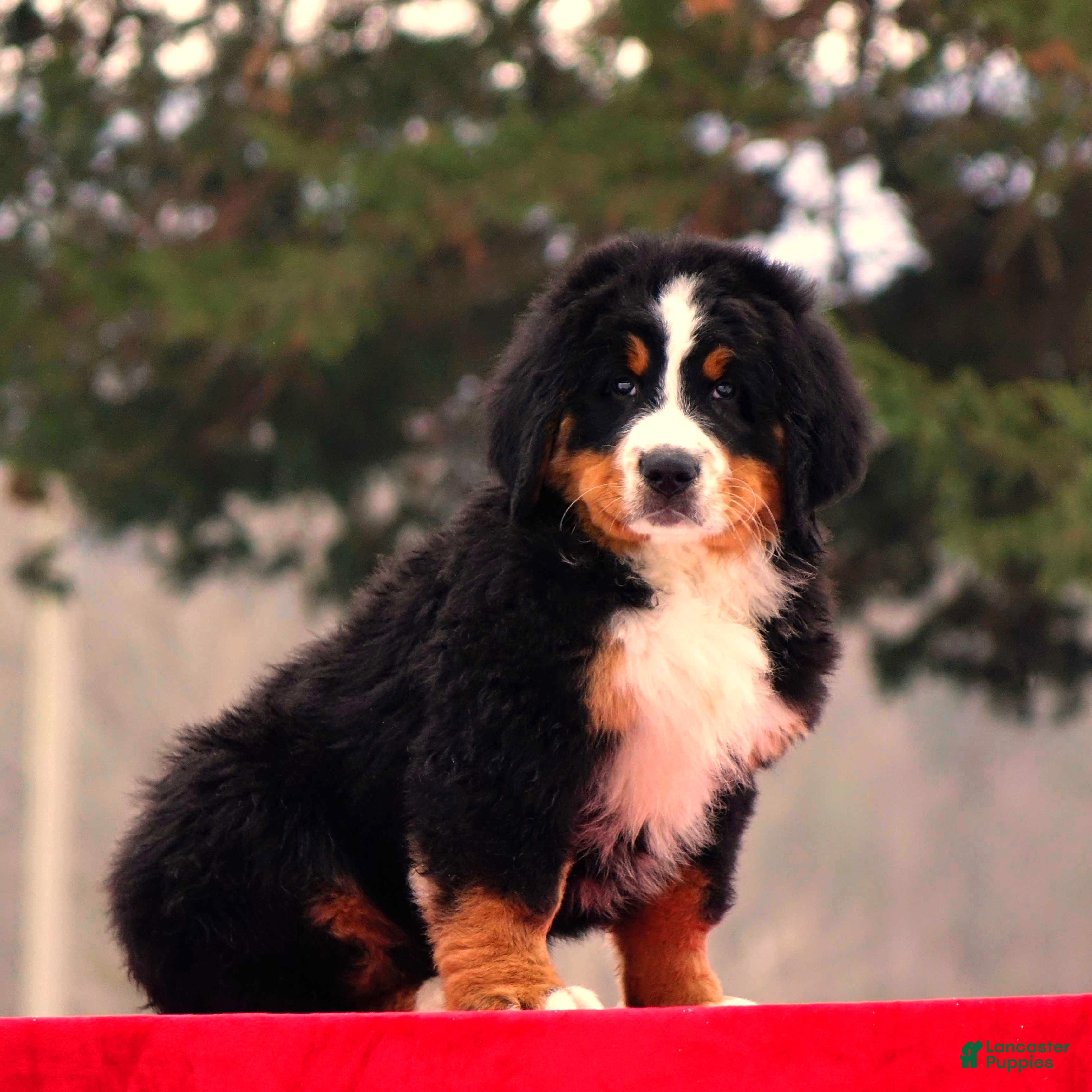 Bernese Mountain Dog dogs Blake - Ad 1