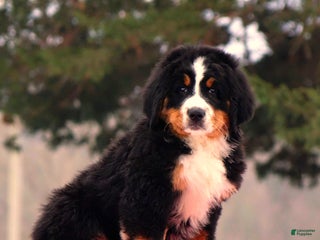 Bernese Mountain Dog dogs Blake - Ad 1