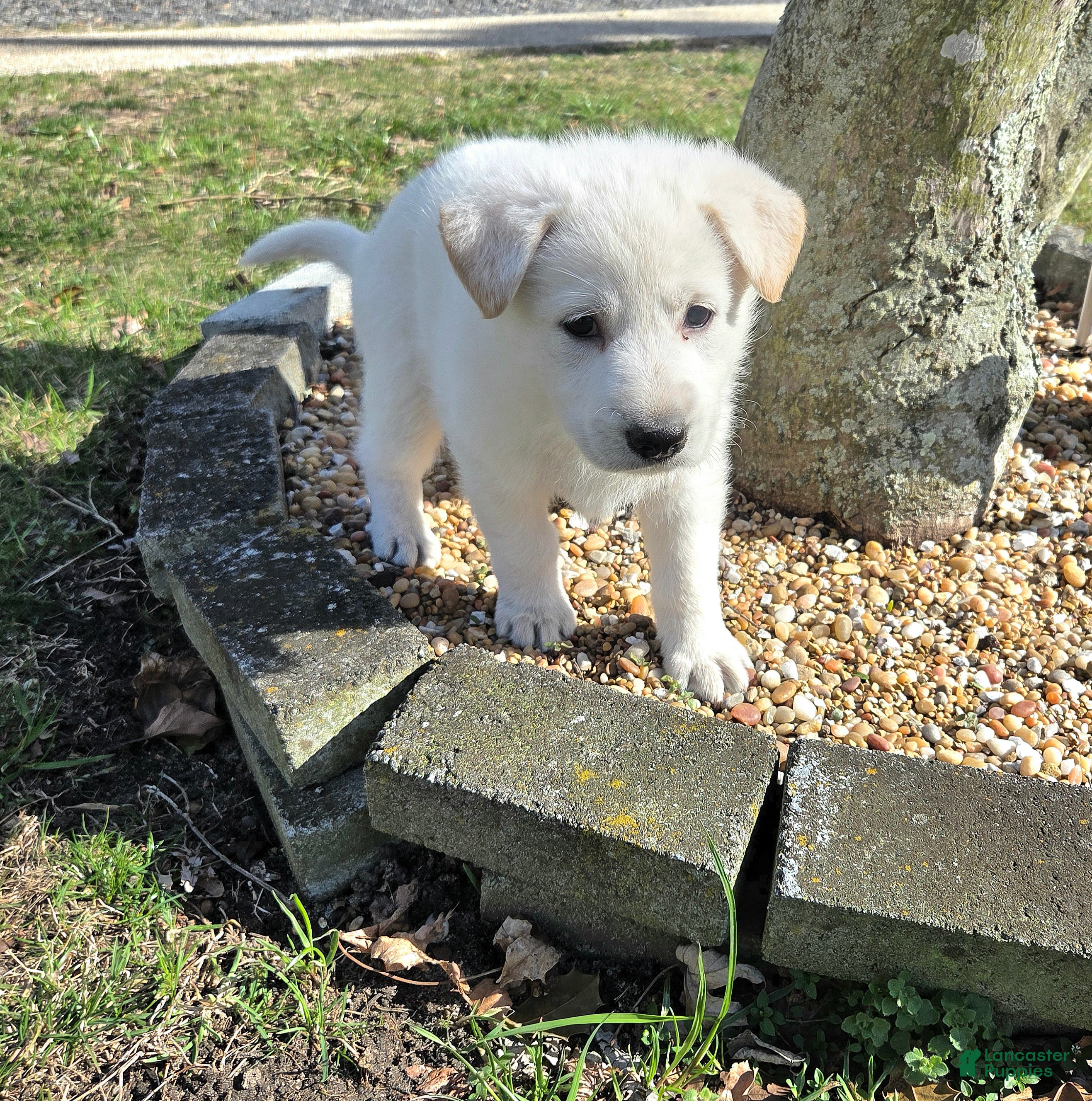 German Shepherd dogs Anna - Ad 1