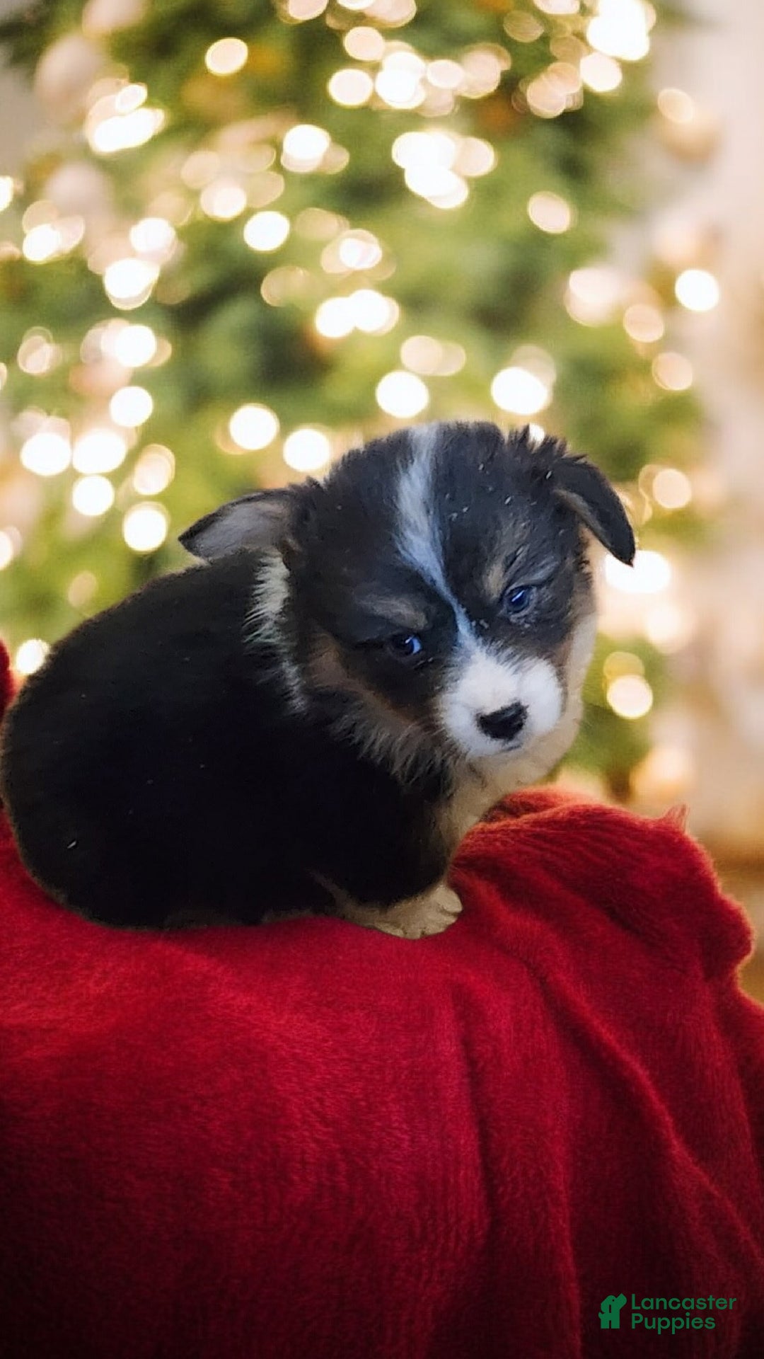 Welsh Corgi Pembroke dogs for sale: Blitzen fluffy  - Ad 8