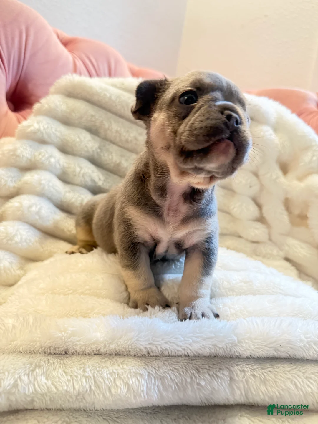 French Bulldog dogs for sale: French Bulldog Puppy 4 - Ad 2
