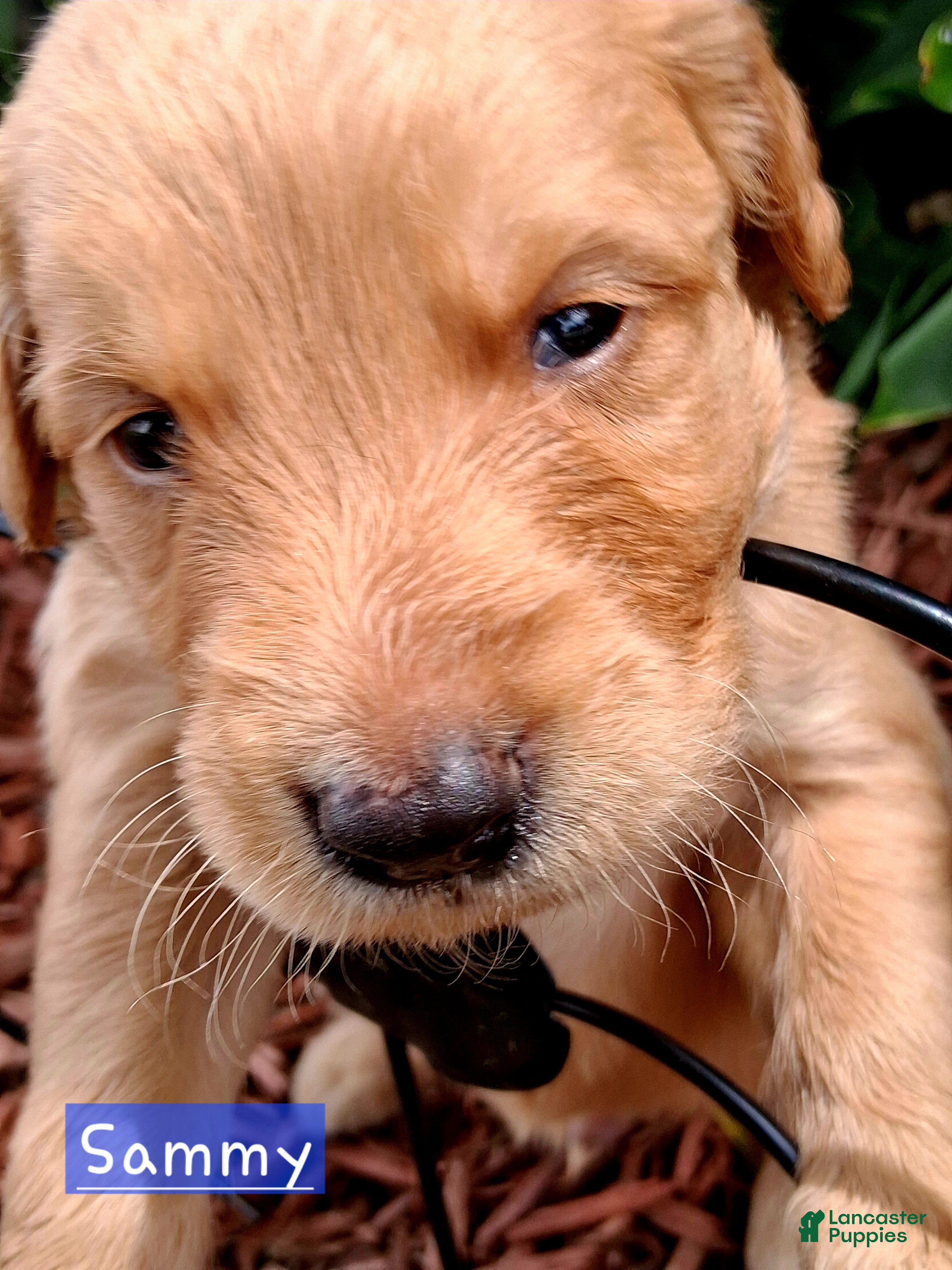 Golden Retriever dogs Golden Retriever 3 - Ad 30