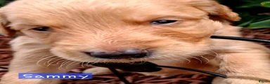 Golden Retriever 3
