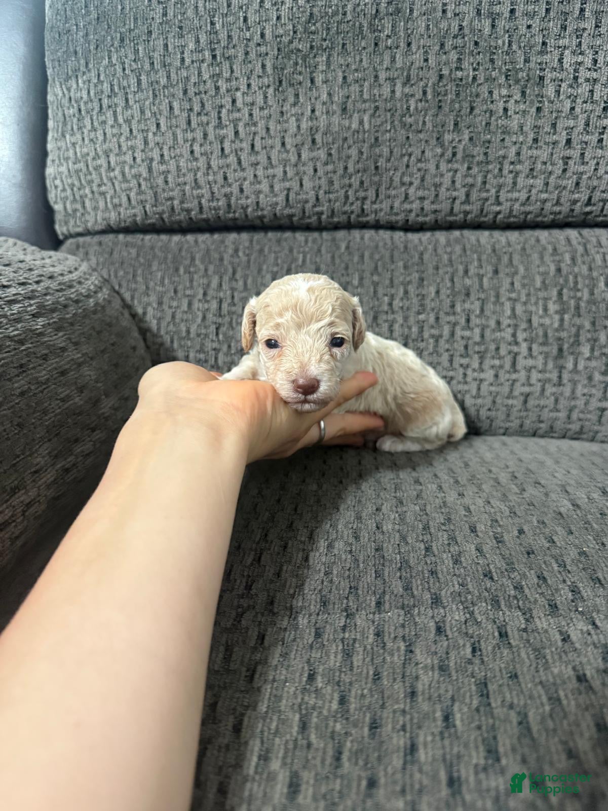 Toy Poodle dogs Toy Poodle 1 - Ad 35
