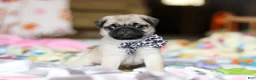 Pug dogs for sale: Poppy  - Ad 5
