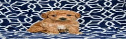 Bichpoo dogs for sale: Rover - Ad 1