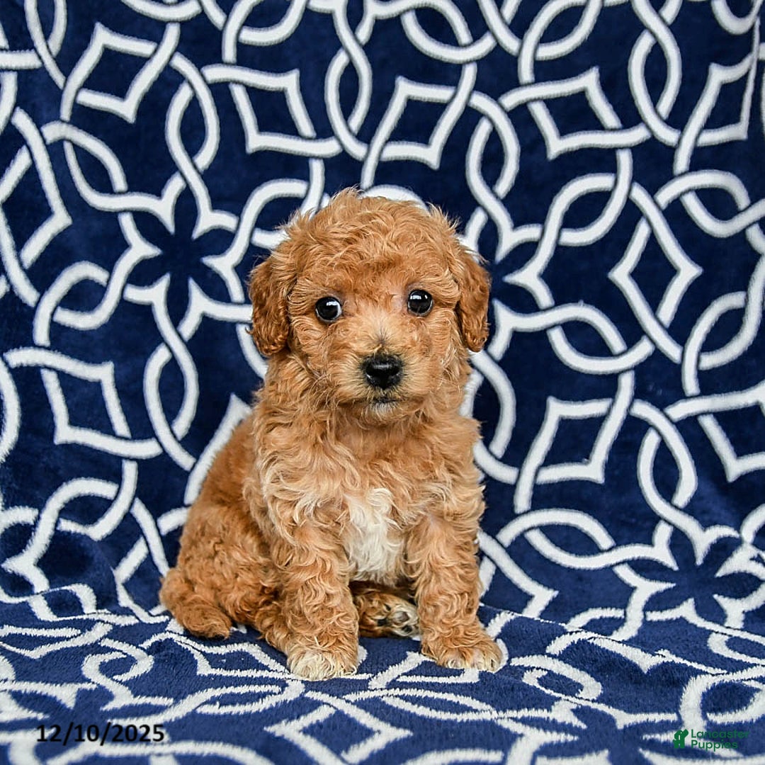 Bichpoo dogs for sale: Rover - Ad 1