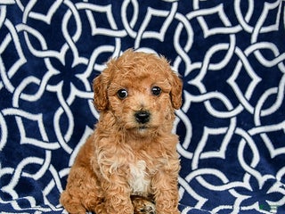 Bichpoo dogs Rover - Ad 25