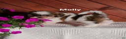 Shih Tzu dogs for sale: Molly  - Ad 3