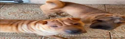Shar Pei dogs for sale: Goose - Ad 11