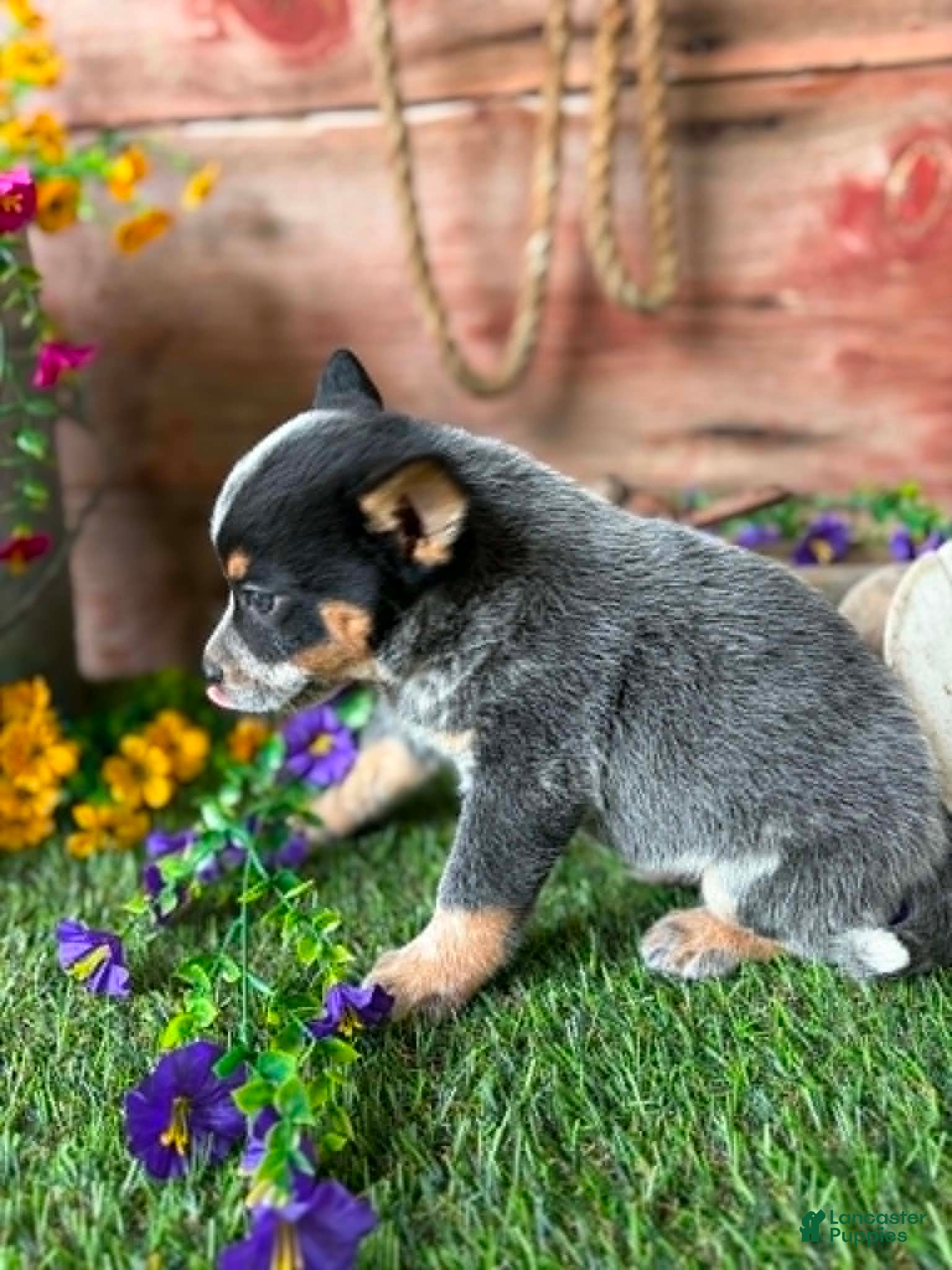 Australian Cattle Dog dogs Wallen - Ad 2