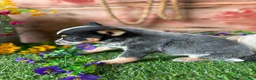 Australian Cattle Dog dogs for sale: Wallen - Ad 2