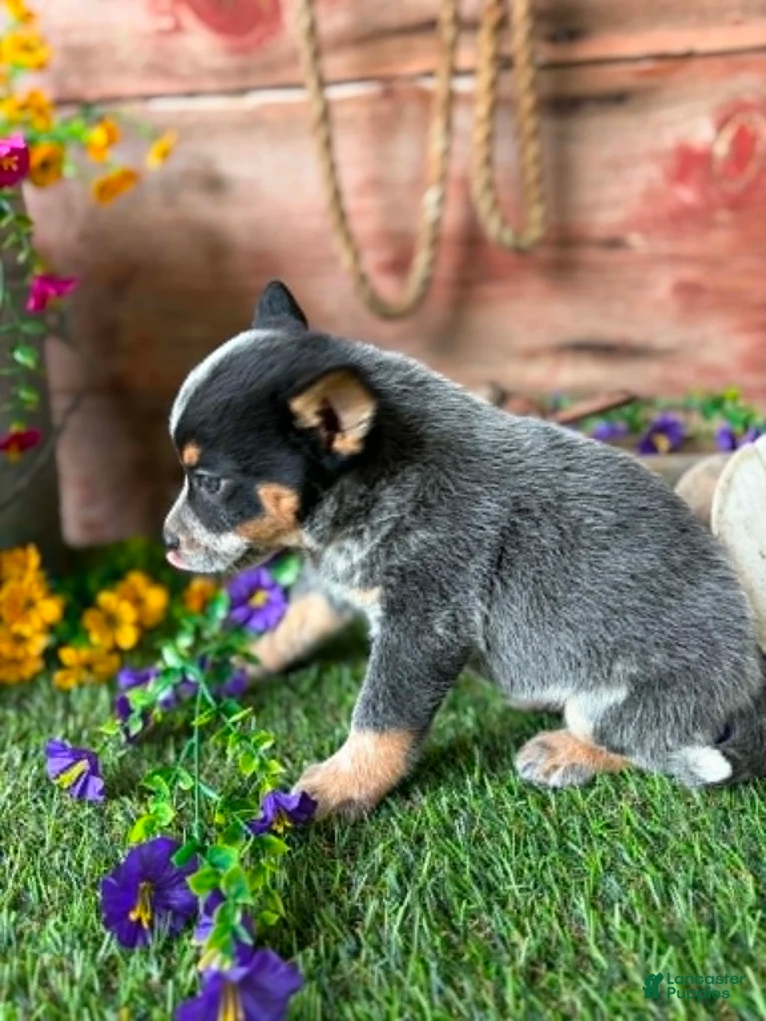 Australian Cattle Dog dogs for sale: Wallen - Ad 2