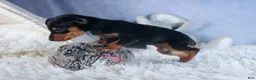 Miniature Pinscher dogs for sale: ANGEL - Ad 9
