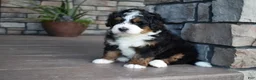 Mini Bernedoodle dogs for sale: Jett - Ad 5