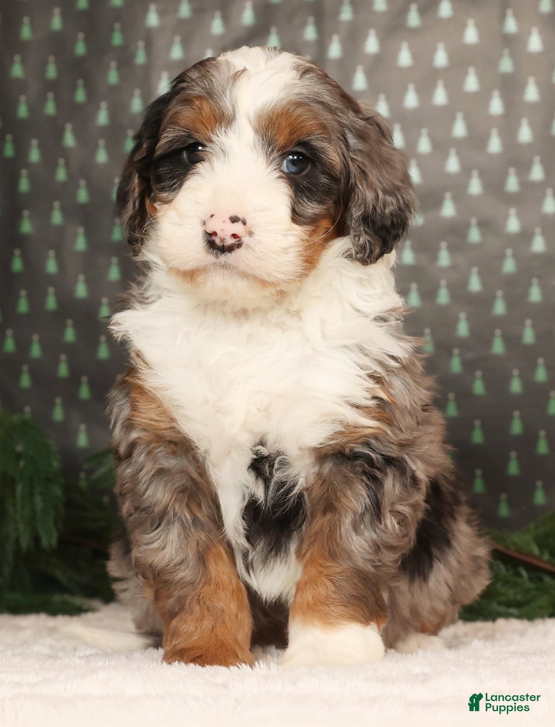 Mini Bernedoodle dogs for sale: Dasher - Ad 3