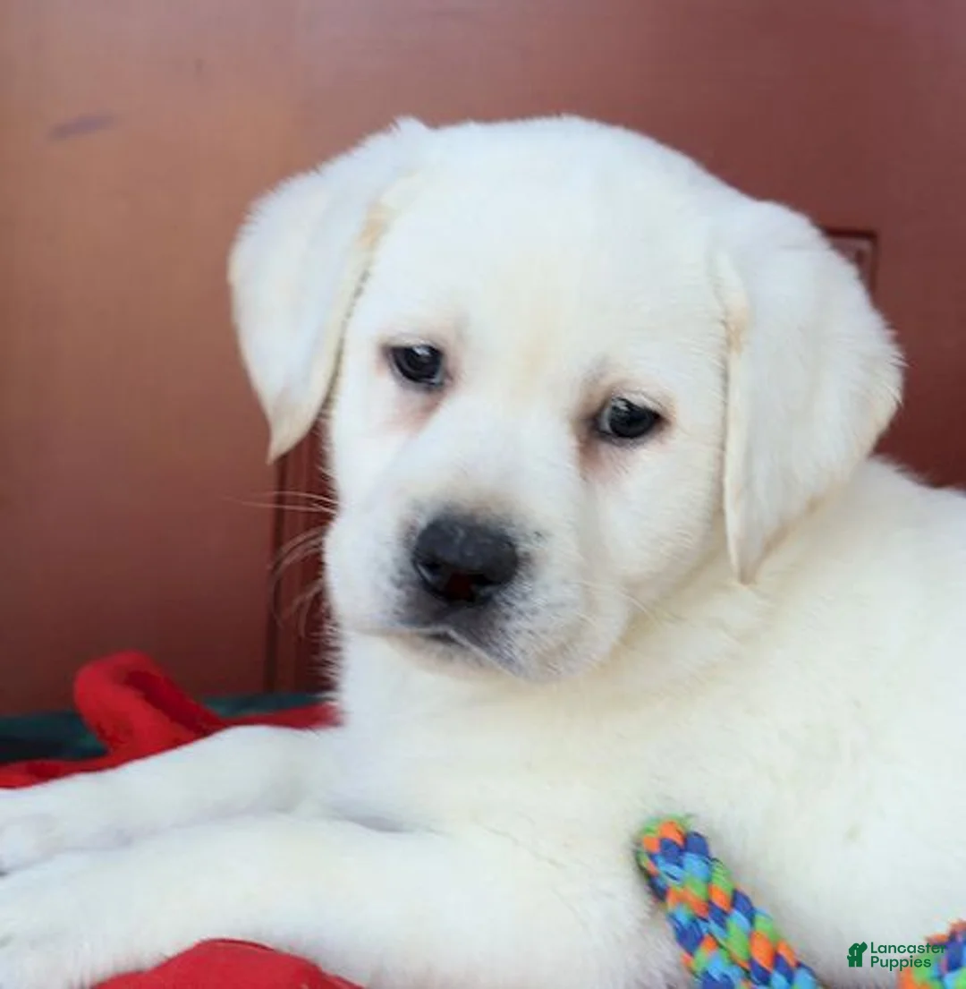 Labrador Retriever dogs for sale: Kinsley - Champ line - Ad 12