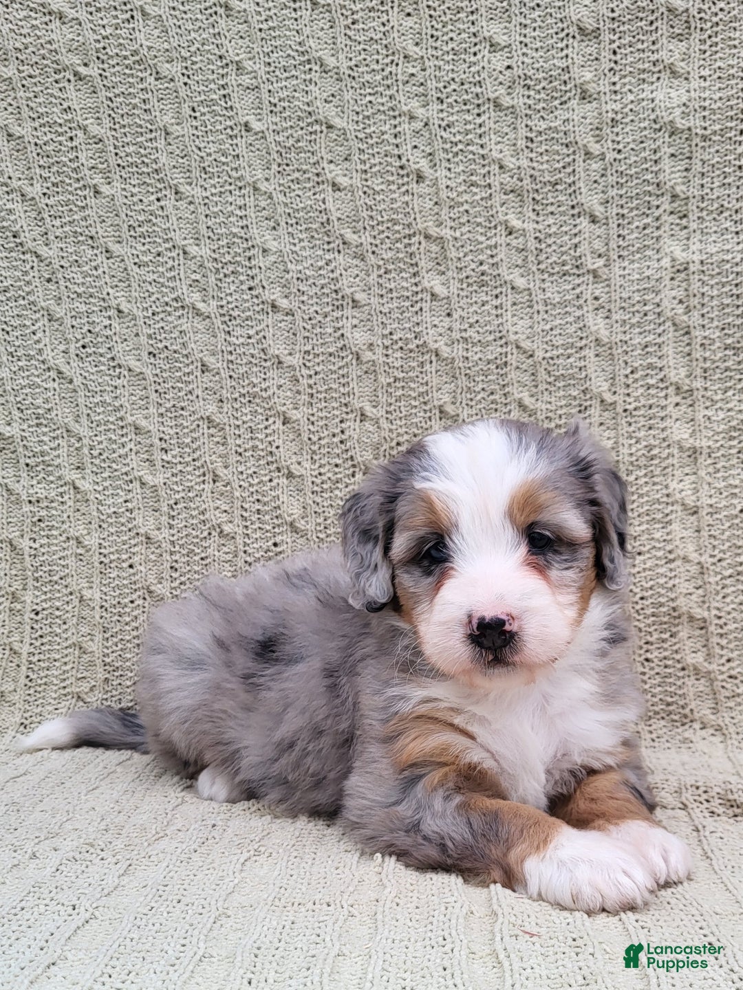 Mini Bernedoodle dogs for sale: Savanna - Ad 5