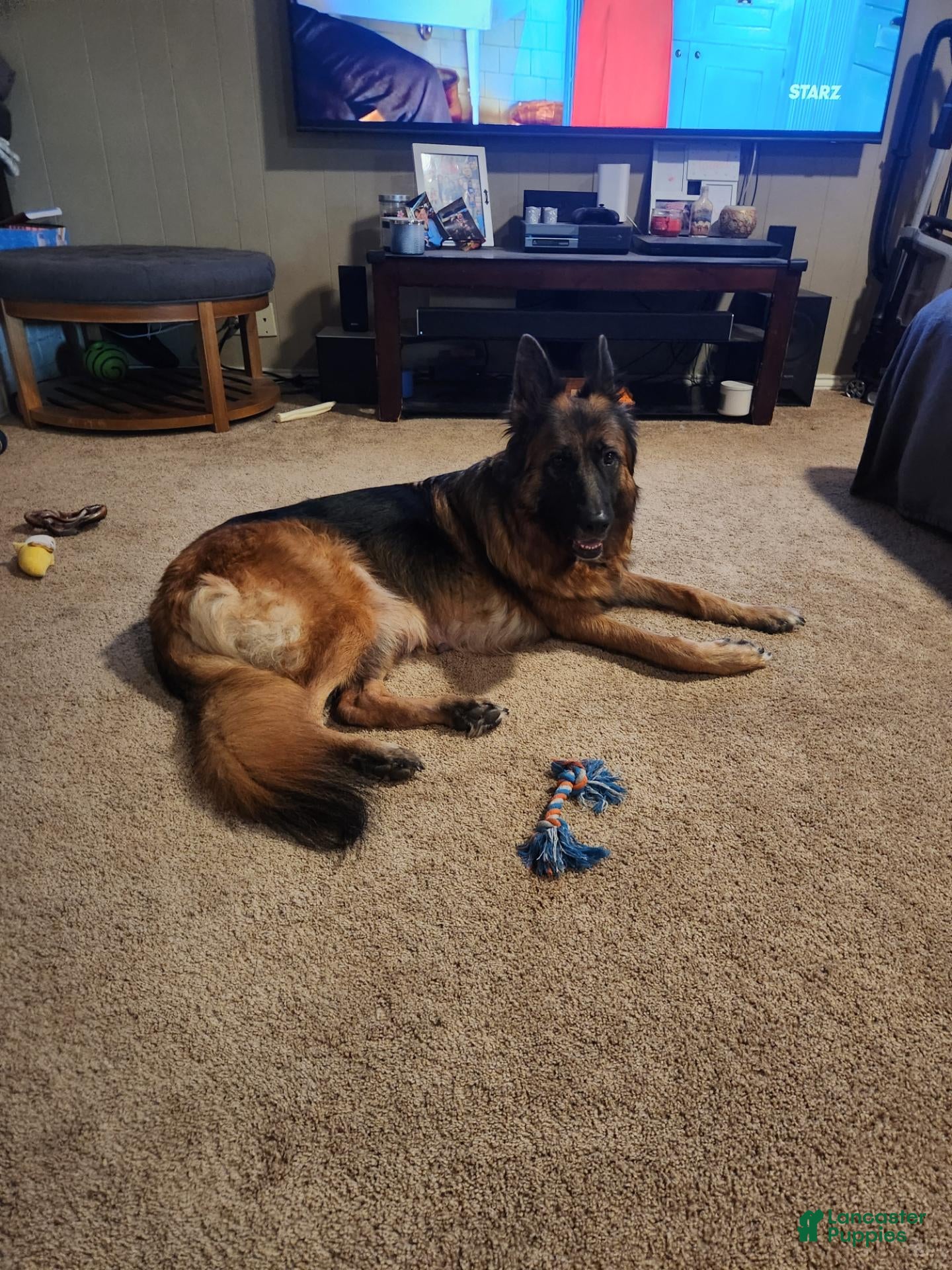 German Shepherd dogs German Shepherd 8 - Ad 2