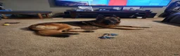 German Shepherd dogs for sale: German Shepherd 4 - Ad 2