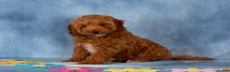 Cockapoo dogs for sale: Patrick - Ad 1