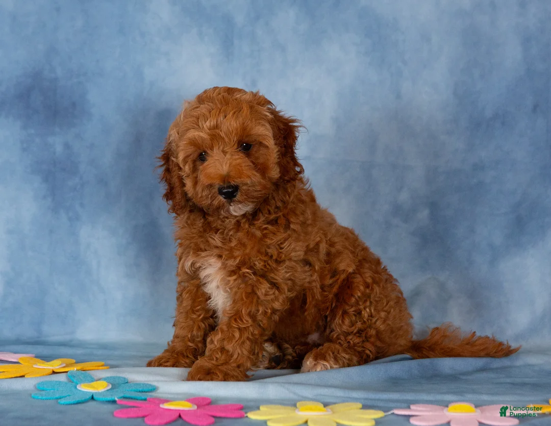 Cockapoo dogs for sale: Patrick - Ad 1