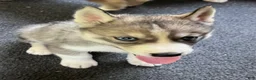 Siberian Husky dogs for sale: Echo our little chatterbox  - Ad 5