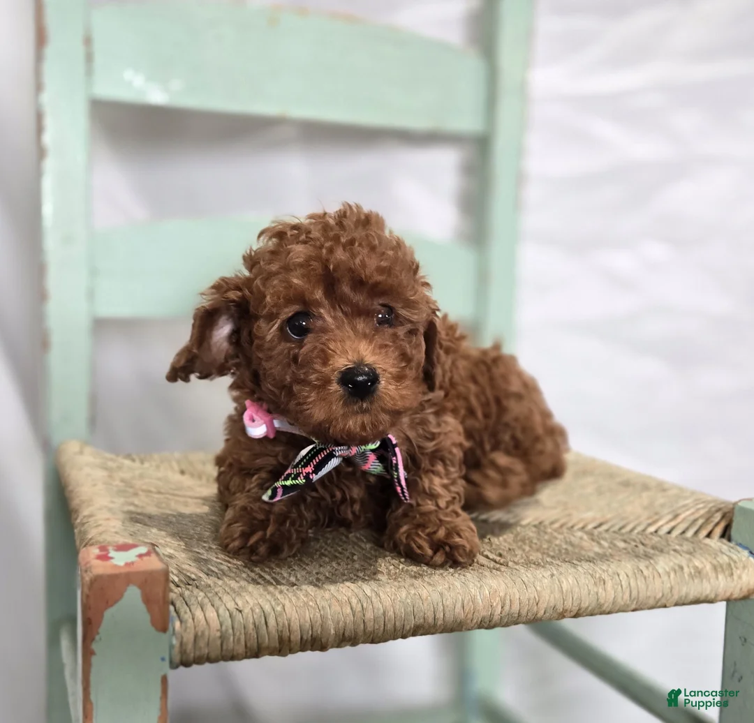 Toy Poodle dogs for sale: Daisy - Ad 4
