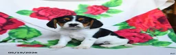 Beaglier dogs for sale: Lassie - Ad 3
