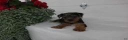Yorkshire Terrier dogs for sale: Roscoe  - Ad 10