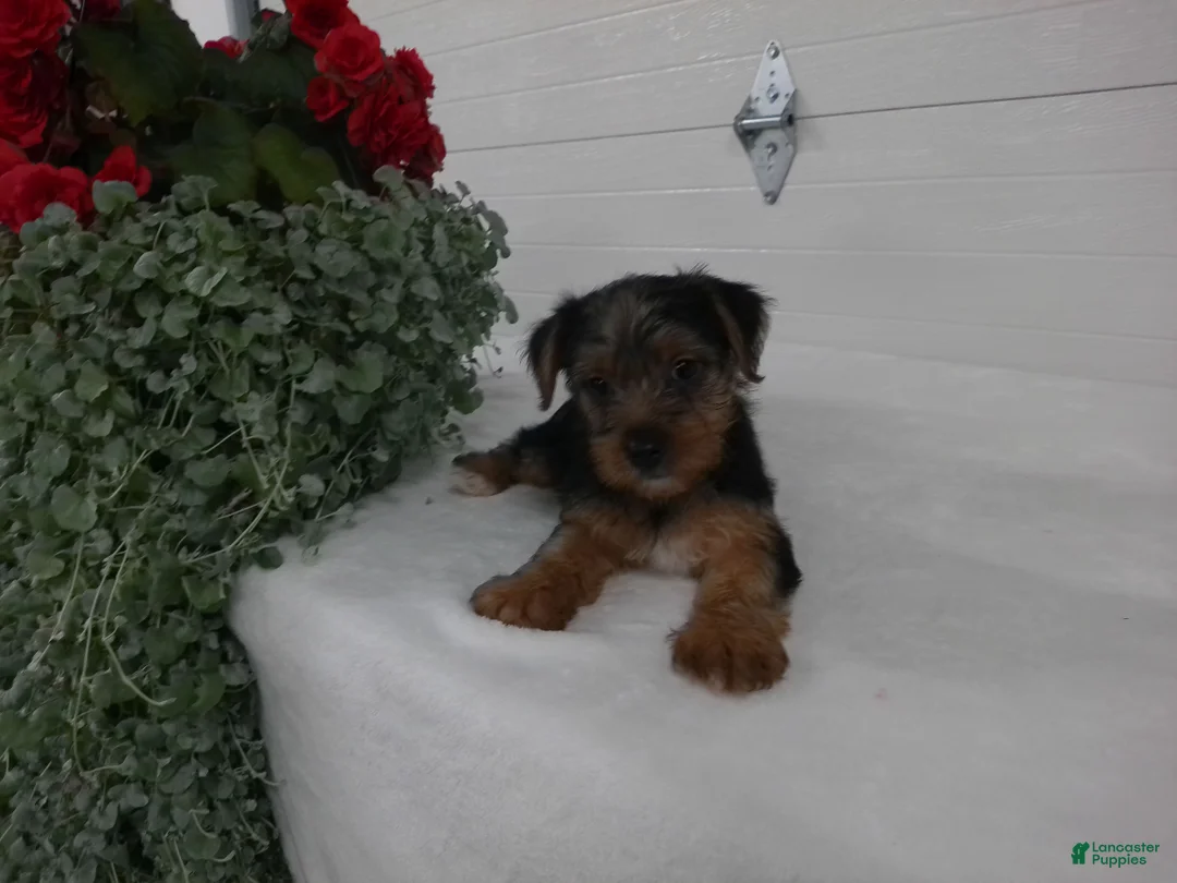 Yorkshire Terrier dogs for sale: Roscoe  - Ad 10