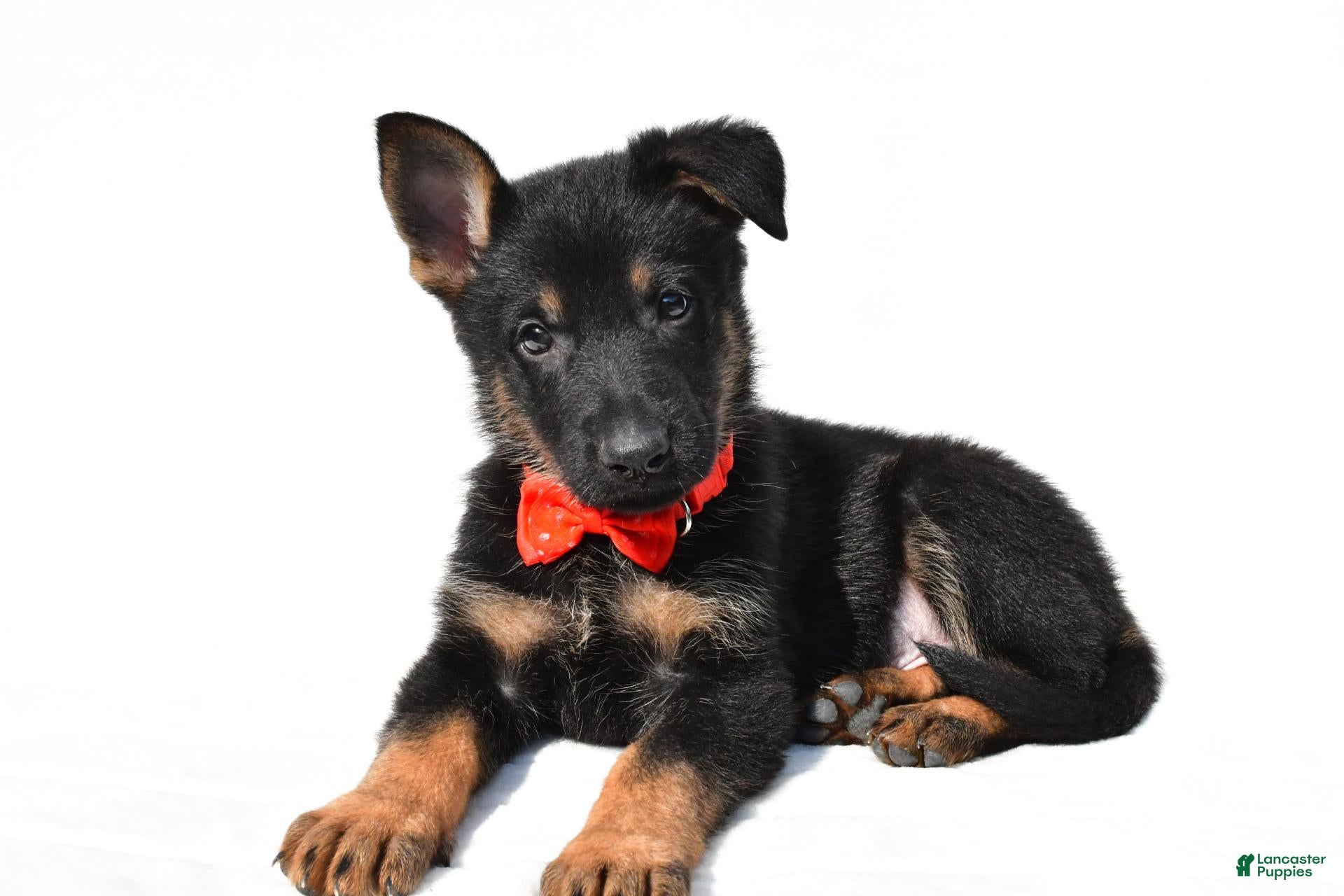 German Shepherd dogs Lance - Ad 1
