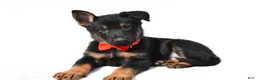 German Shepherd dogs for sale: Lance - Ad 1