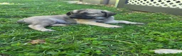 Cane Corso dogs for sale: Winston  - Ad 3