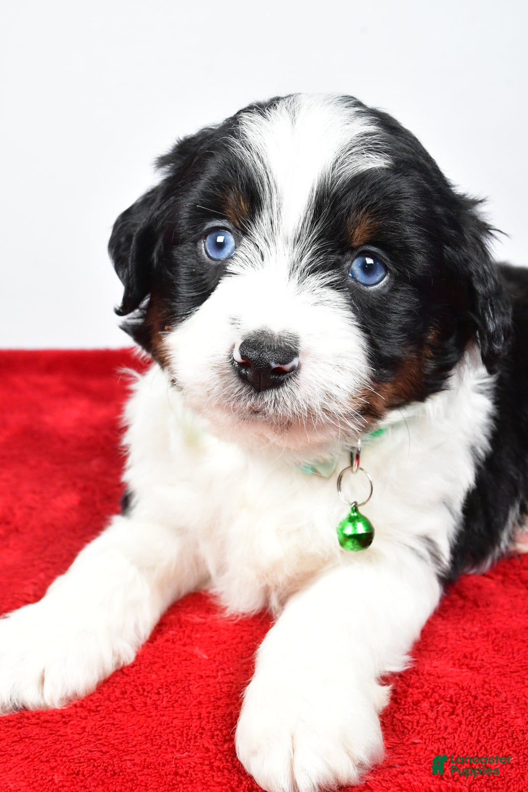 Mini Aussiedoodle dogs for sale: Stephen - Ad 5