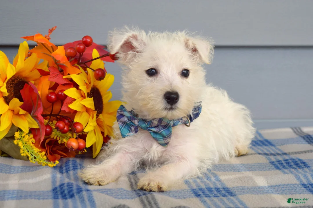 West Highland Terrier dogs for sale: Maverick - Ad 8