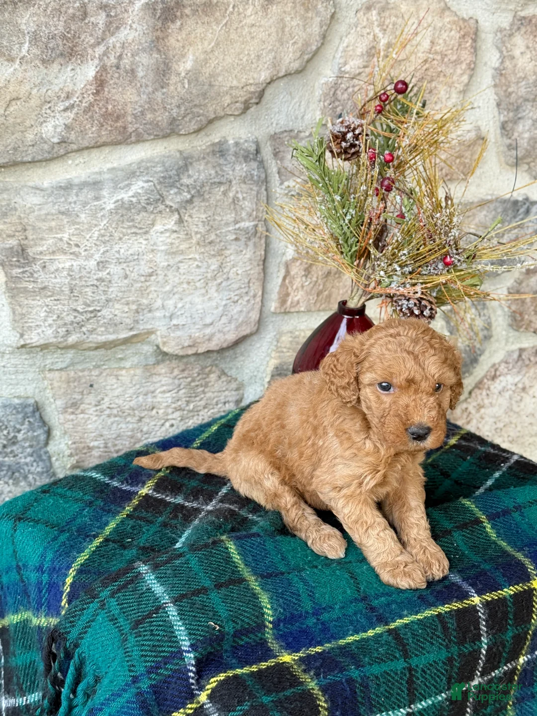 Mini Goldendoodle dogs for sale: Snowball - Ad 5