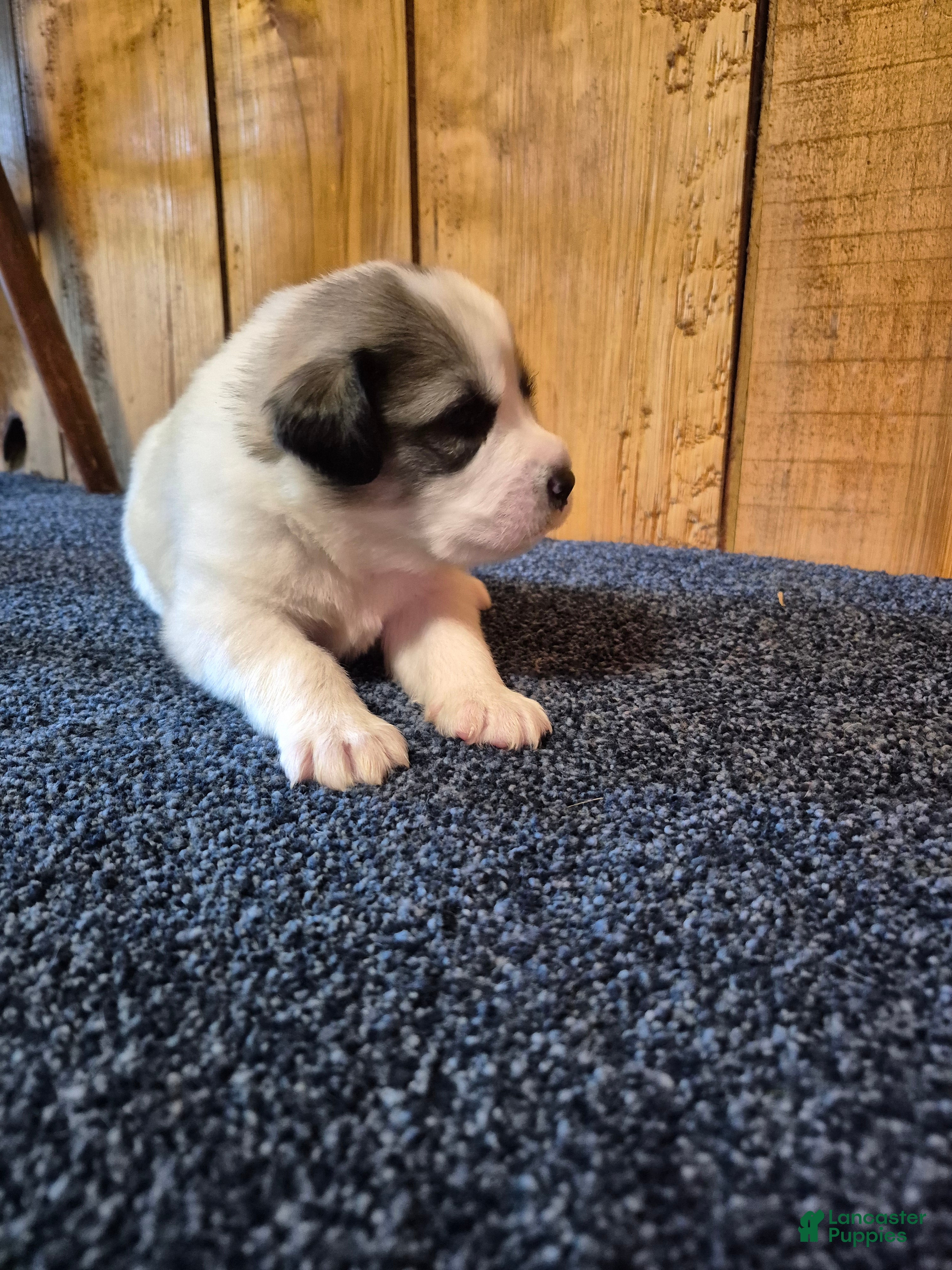 Great Pyrenees dogs Great Pyrenees Puppy 4 - Ad 1