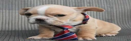 French Bulldog dogs for sale: French Bulldog 2 - Ad 3