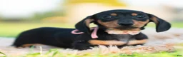 Miniature Dachshund dogs for sale: Pixiebean AKC - Ad 7