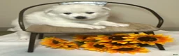 Pomsky dogs for sale: Clover - Ad 3