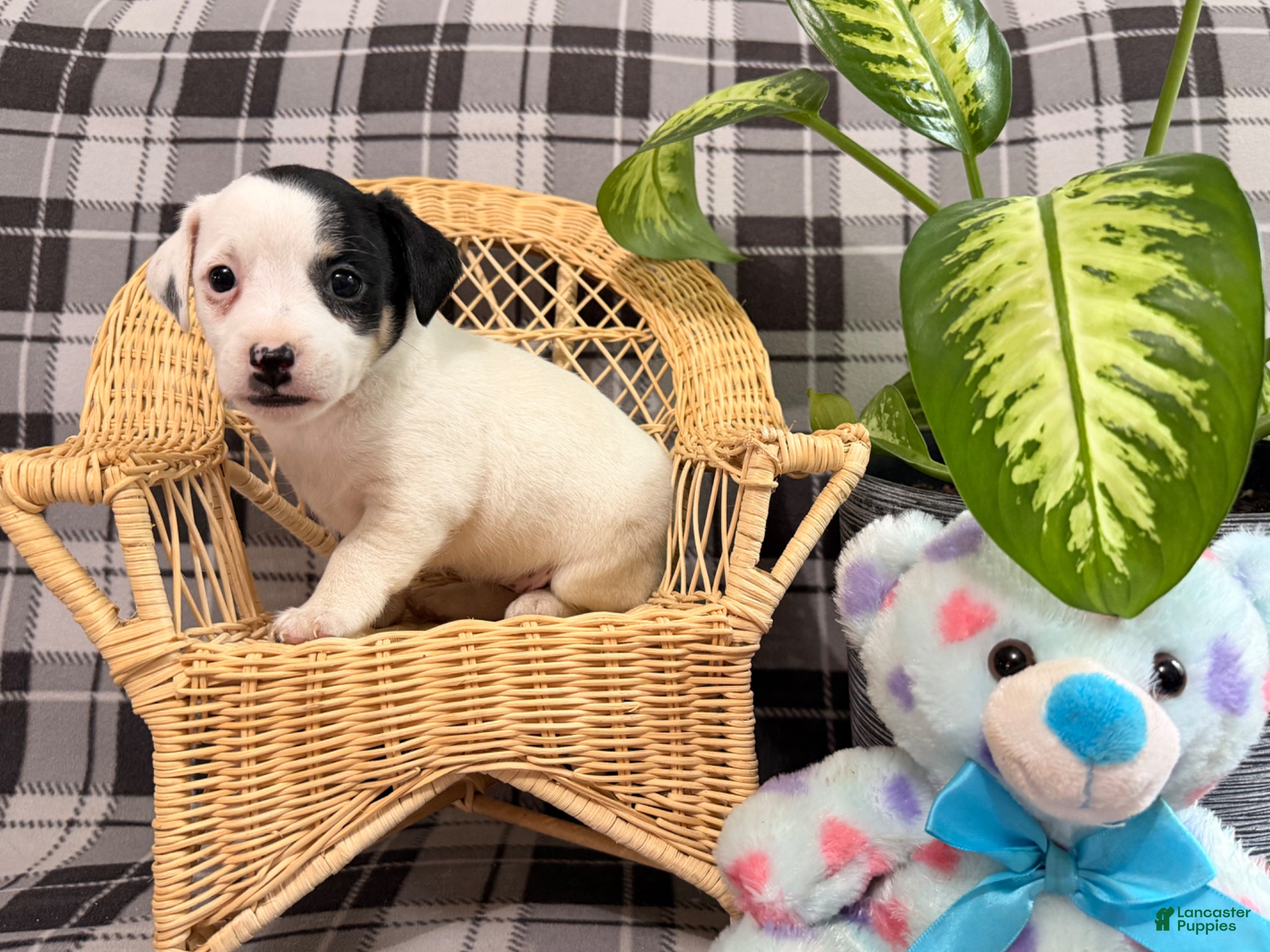 Jack Russell Terrier dogs Lacy - Ad 1