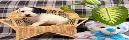 Jack Russell Terrier dogs for sale: Lacy - Ad 1
