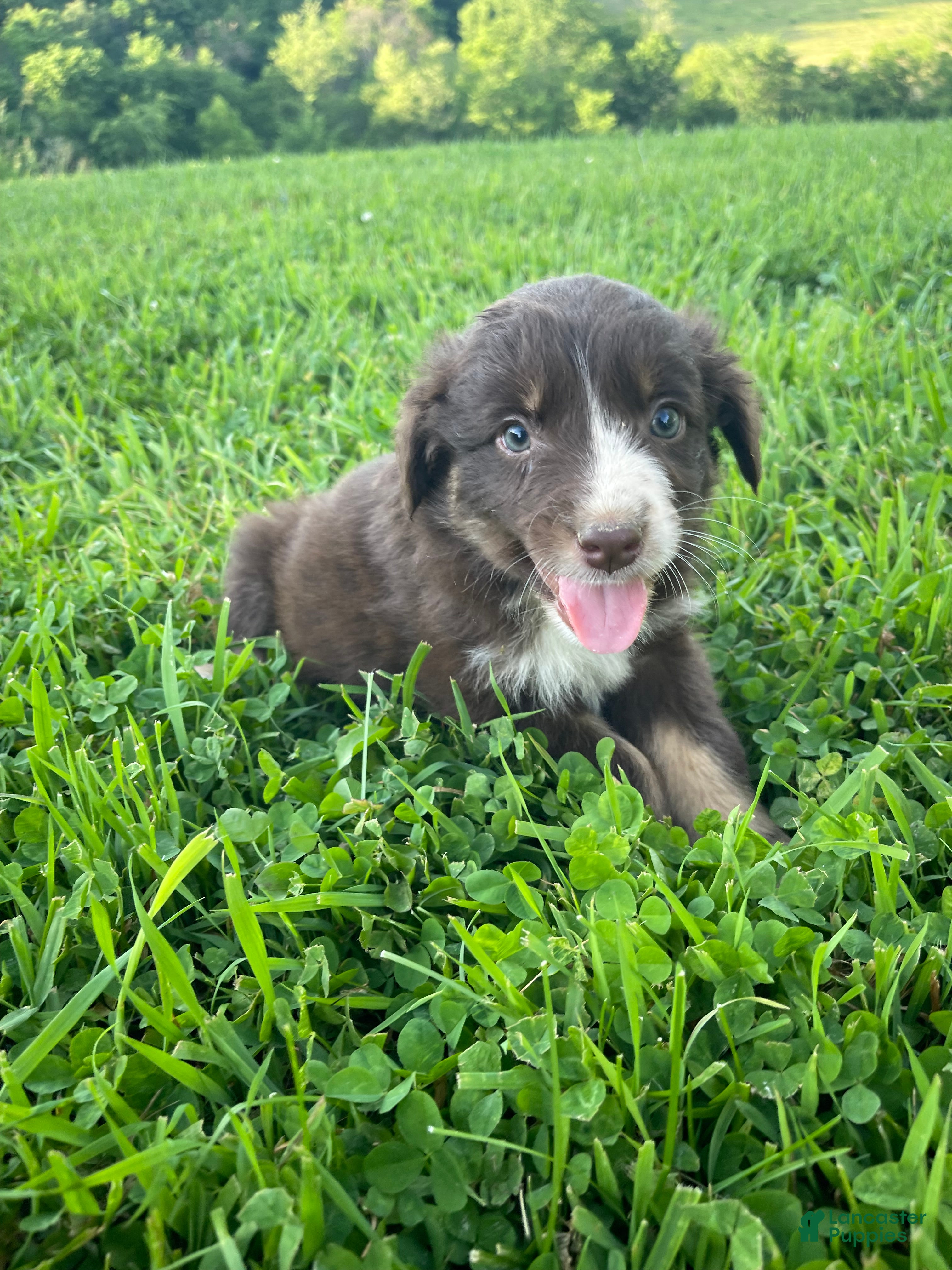 Australian Shepherd dogs for sale: Heather - Ad 4
