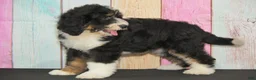 Bernedoodle dogs for sale: Bernedoodle 4 - Ad 3