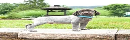 German Shorthaired Pointer dogs for sale: Hershey - Ad 1